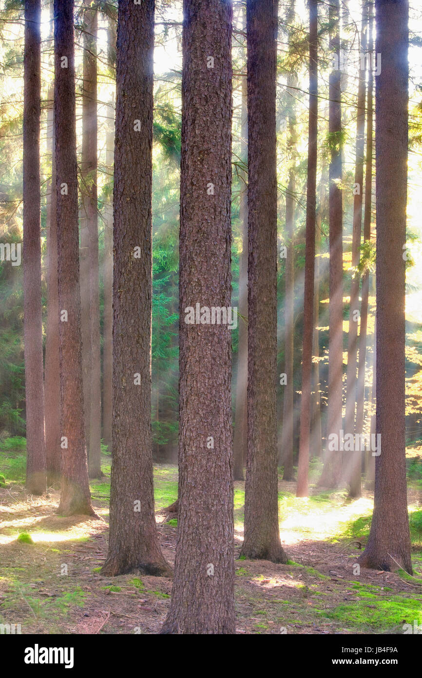 autumn forest scene with sunrays shining through branches Stock Photo ...
