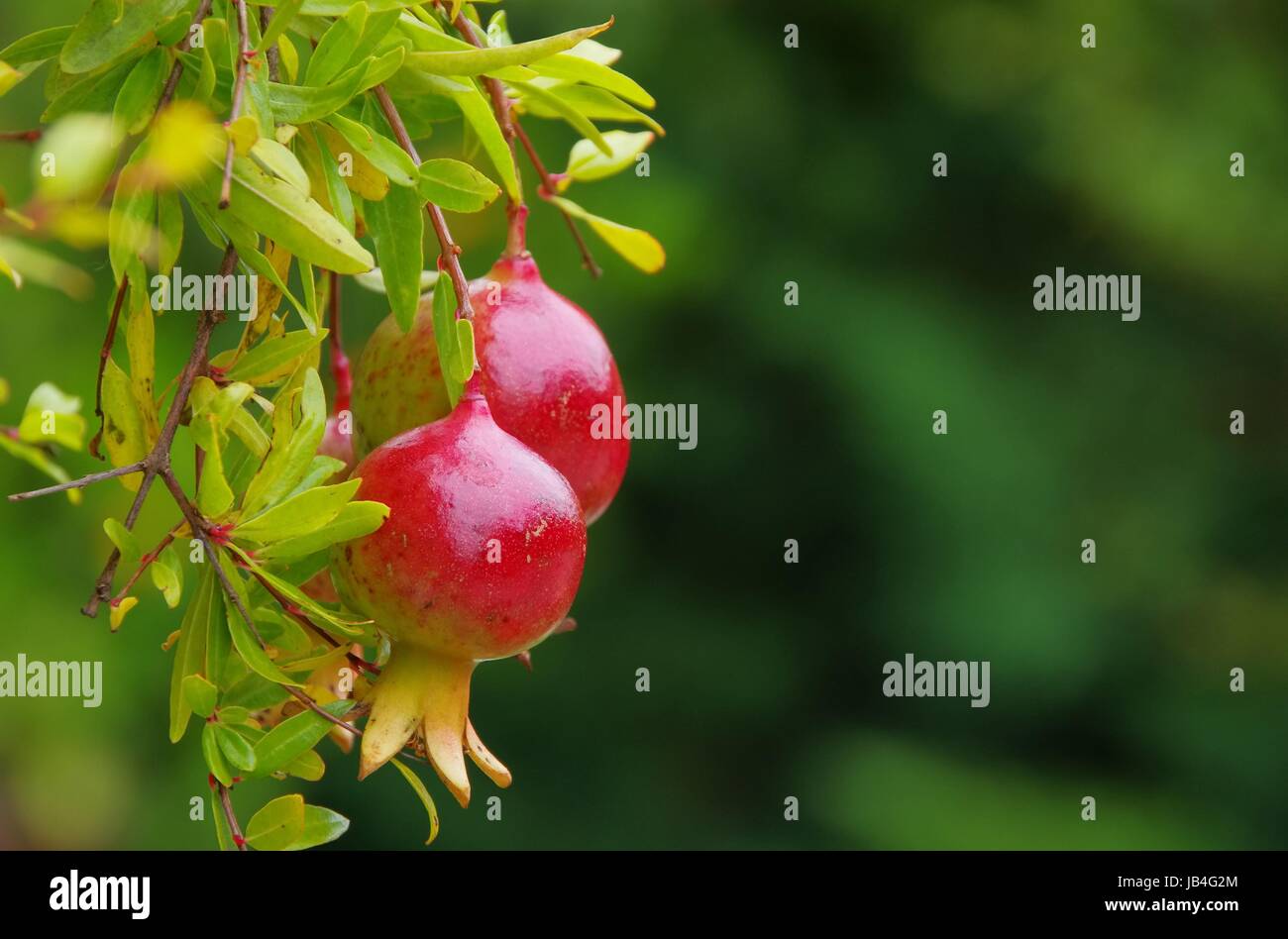Granatapfel baum hi-res stock photography and images - Alamy