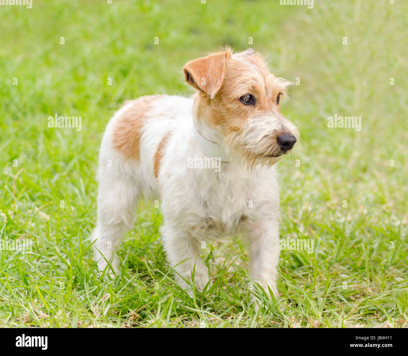 A profile view of a small white and tan rough coated Jack Russell
