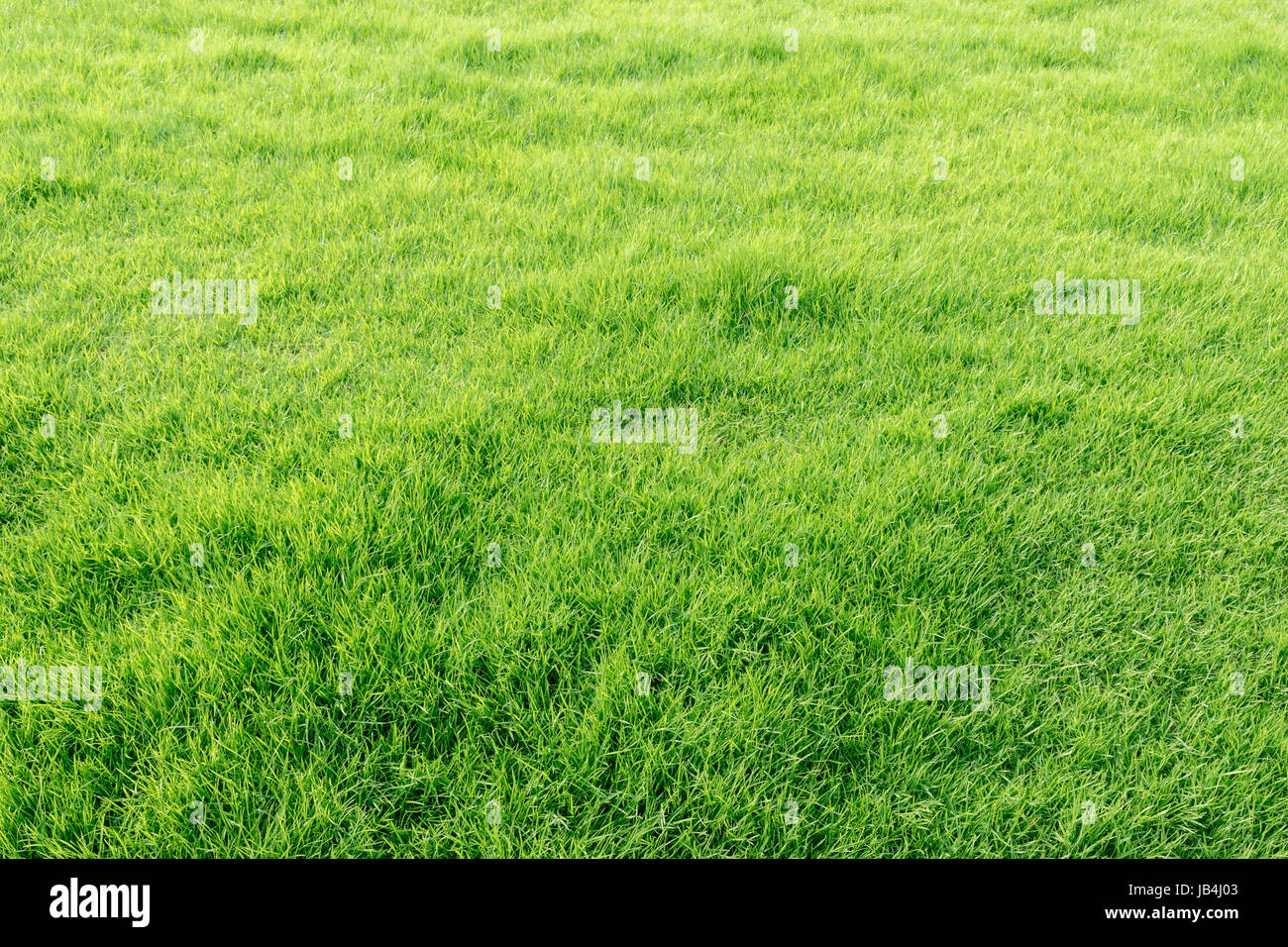 Close-up image of fresh spring green grass Stock Photo - Alamy
