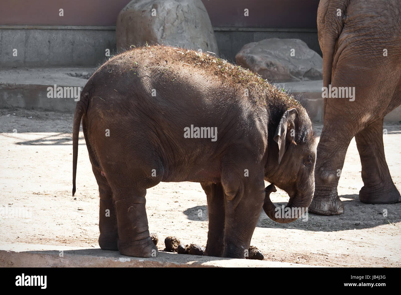 Beautiful photo of small baby elephant walking in zoo Stock Photo - Alamy