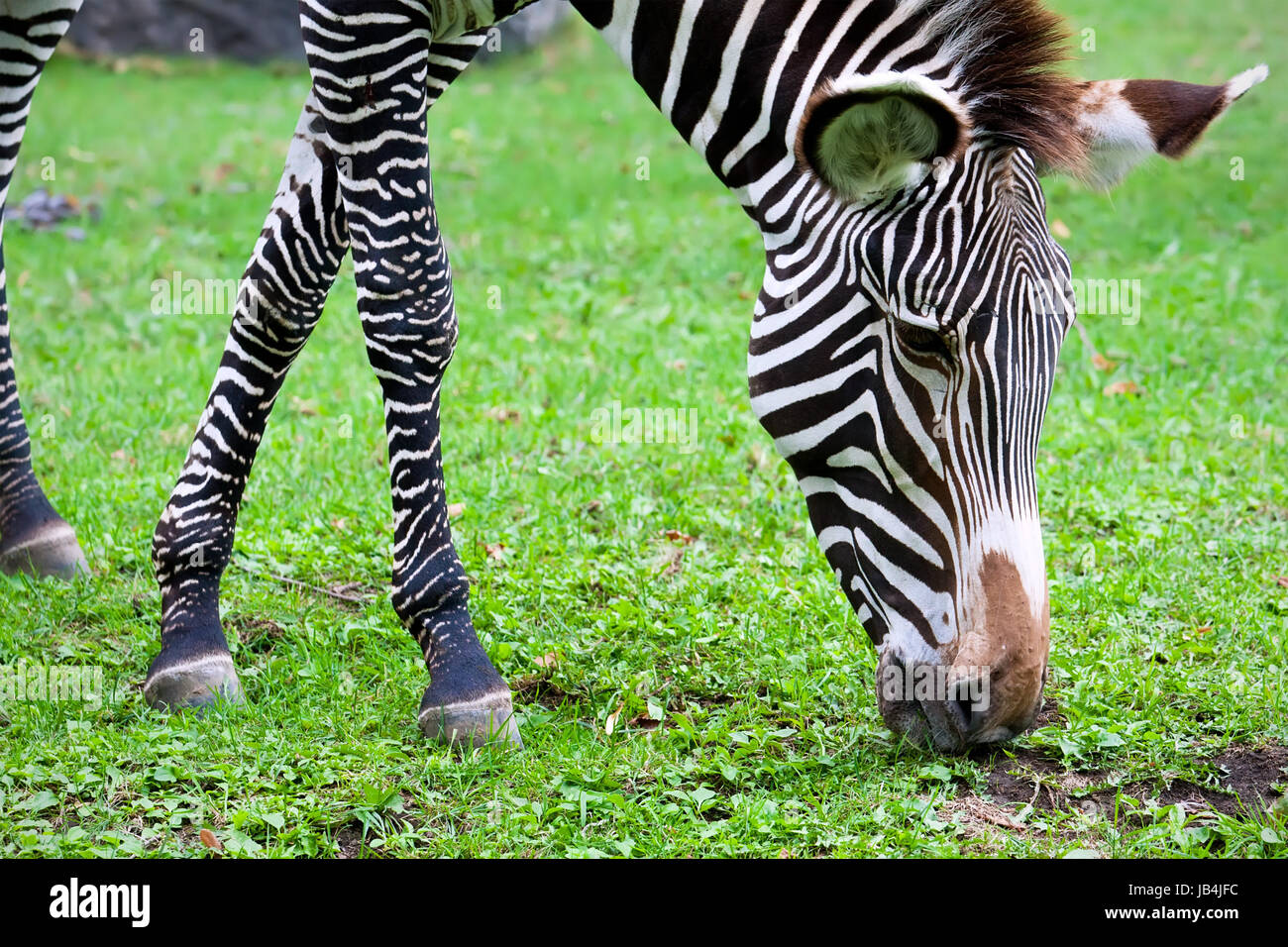 Nice close-up photo of young male zebra in zoo Stock Photo - Alamy