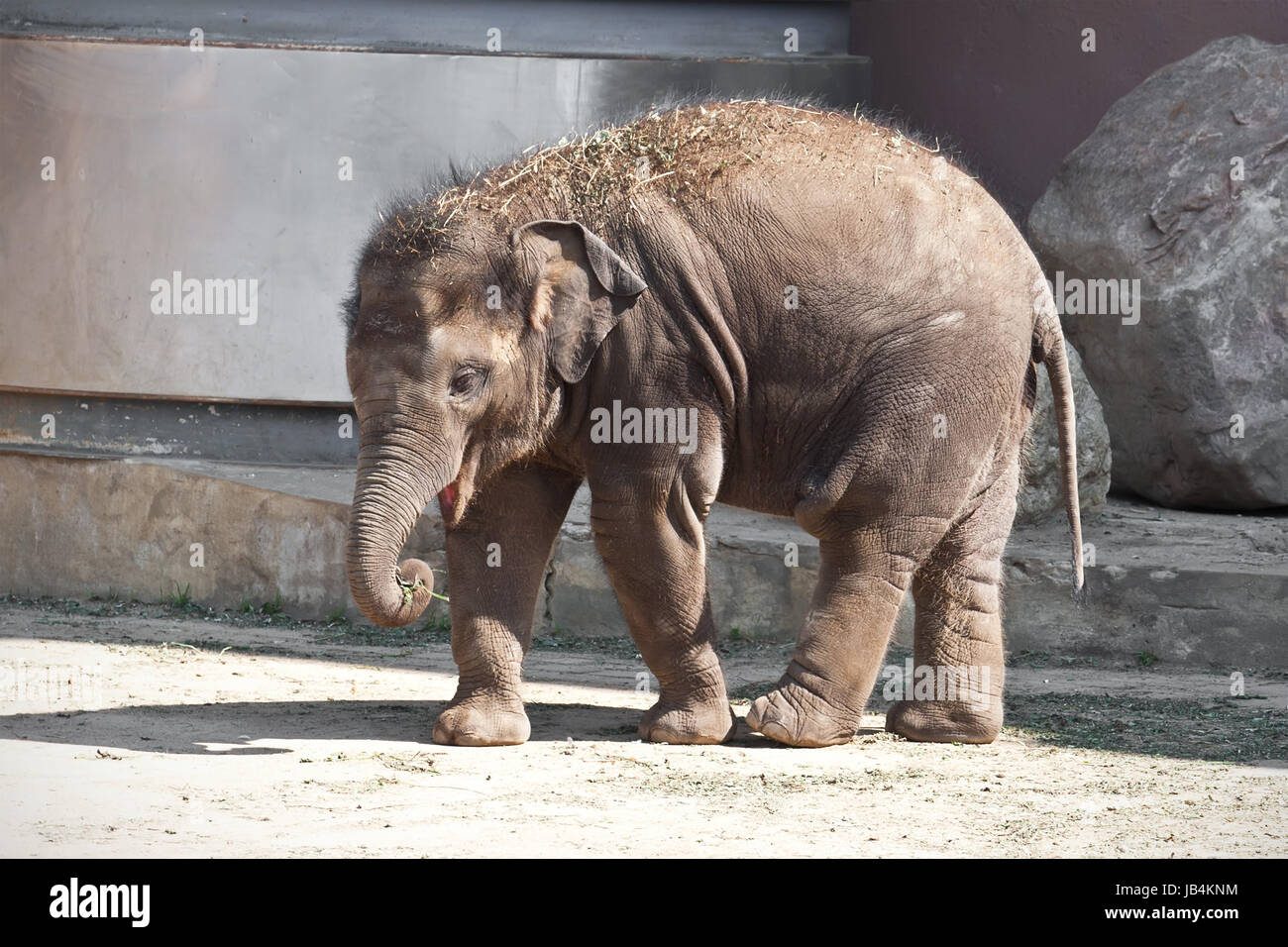 Beautiful photo of small baby elephant walking in zoo Stock Photo - Alamy