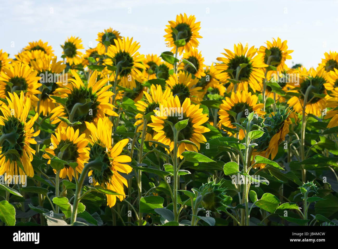 Beautiful blooming field of sunflowers under blue sky Stock Photo - Alamy