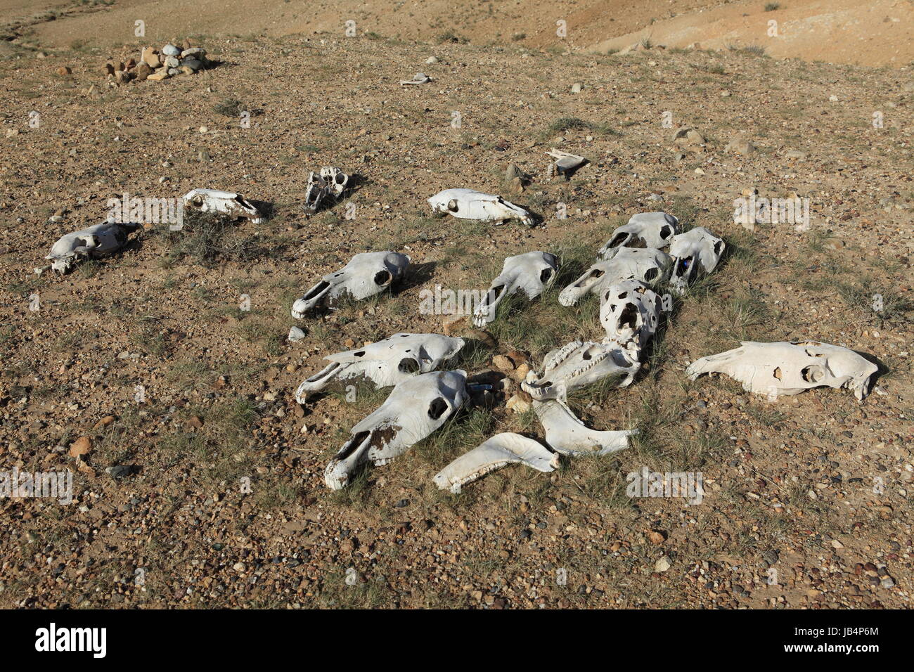 Horse Skull In The Gobi Desert Stock Photo - Alamy