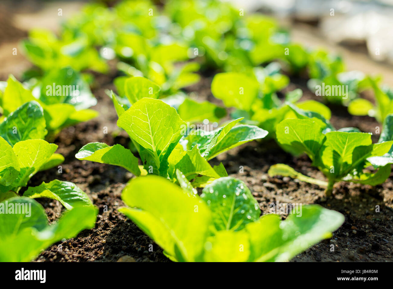 lettuce plant in field Stock Photo Alamy