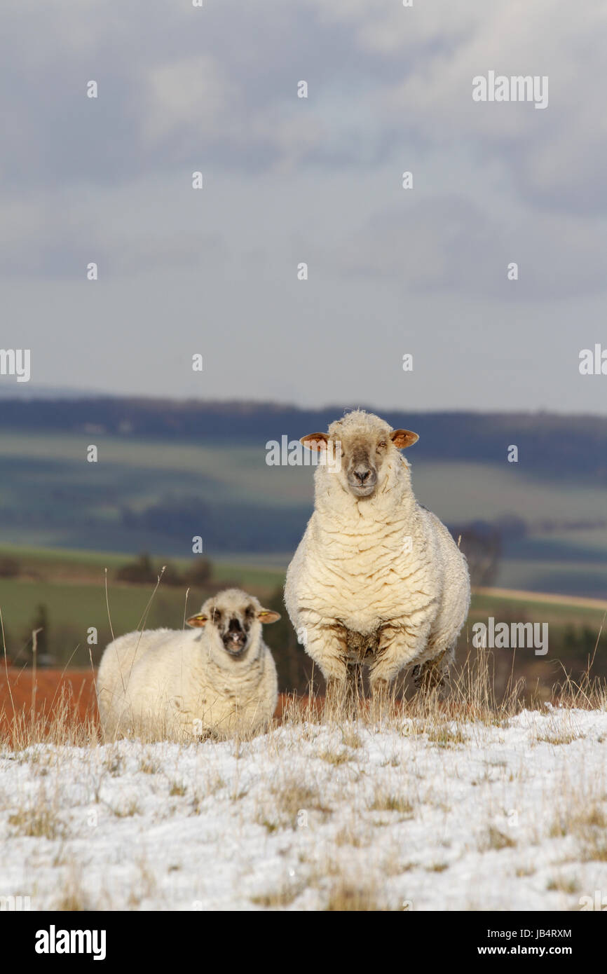 Schafe im Schnee Stock Photo