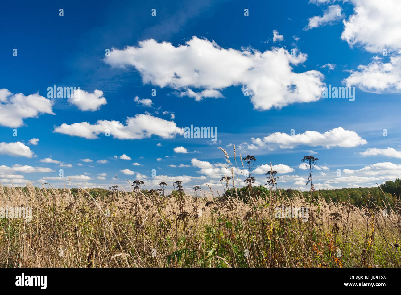 Nice landscape with summer meadow under blue sky Stock Photo - Alamy