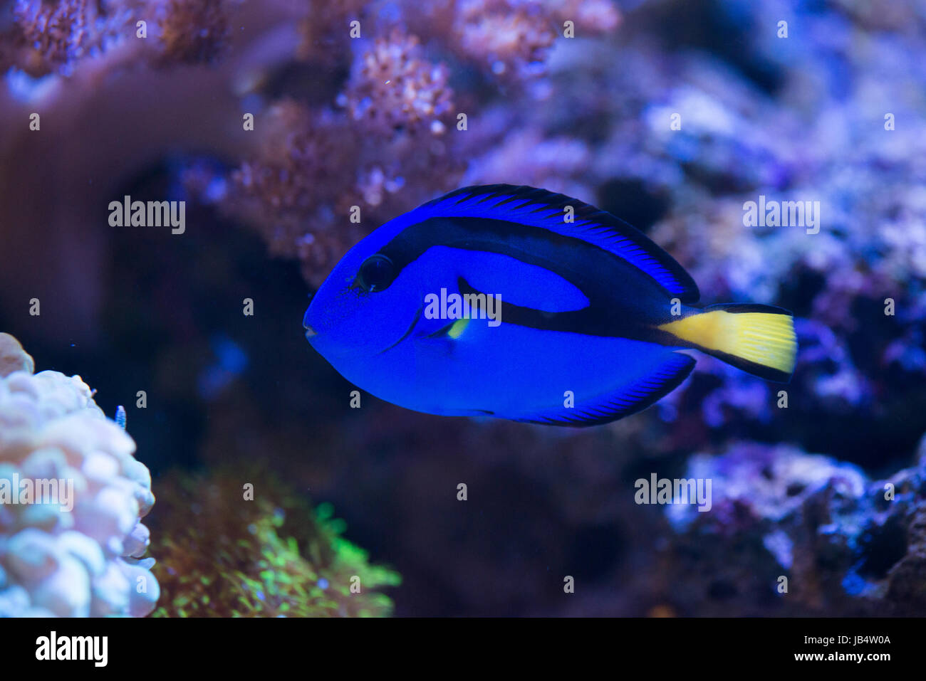 blue tang or regal