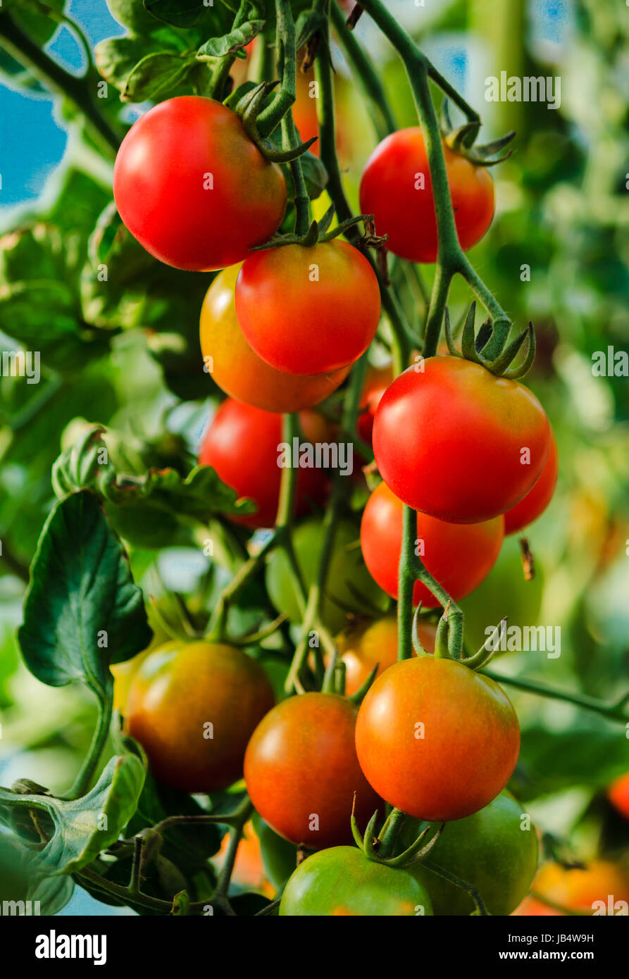 red and yellow tomatoes in greenhouse Stock Photo - Alamy