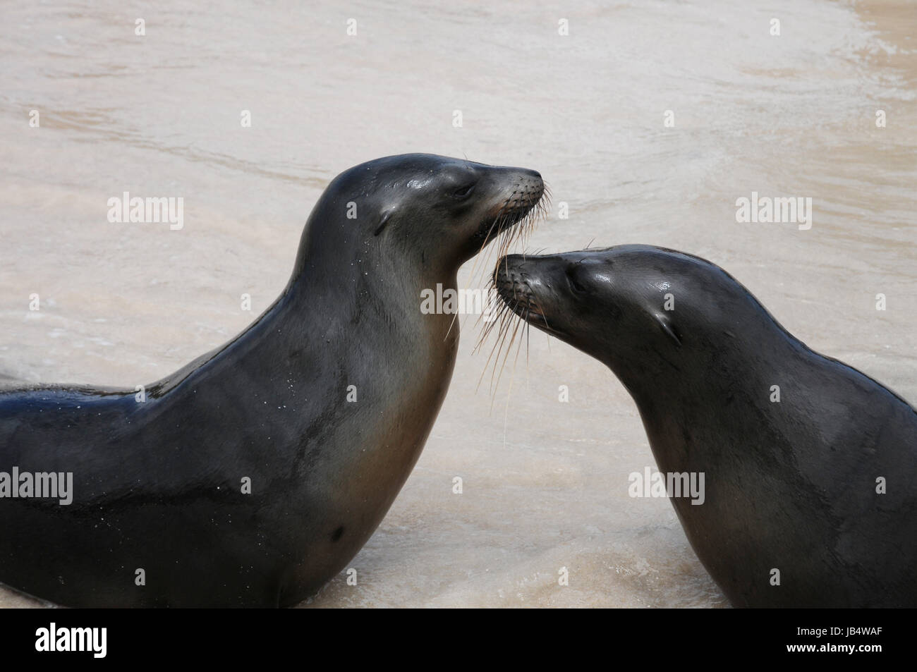 playing sea lions Stock Photo