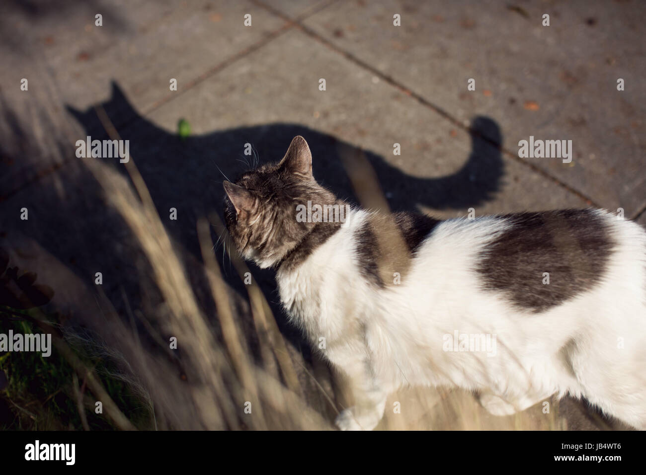 White cat on sidewalk shot from above and behind with shadow extending in front of cat. Natural golden grass blurred in foreground. Stock Photo