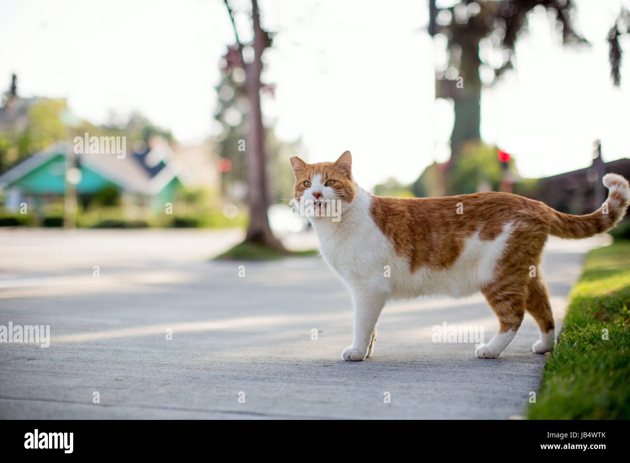 Orange and white tabby cat standing on a sidewalk in a residential setting with mouth open and meowing, Stock Photo