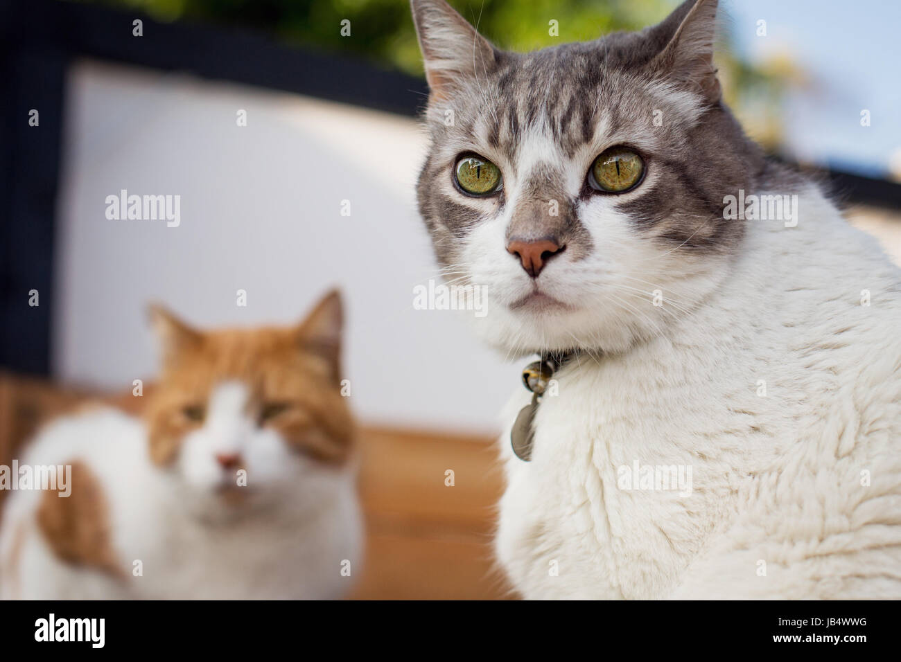 Close-up of white and grey cat turning to look at camera with an orange cat in background. Stock Photo
