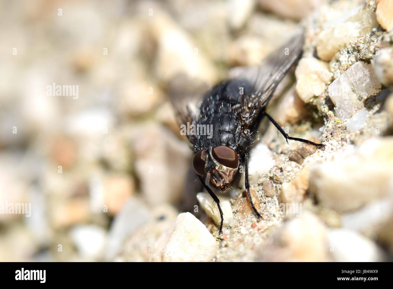 Bluebottle Blowfly Close Up (Macro) Stock Photo