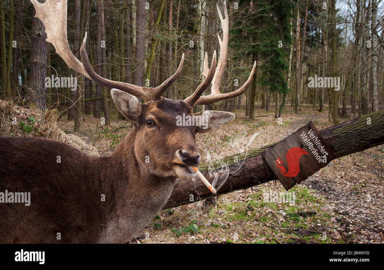 Hirsch raucht Zigarette im Wald Stock Photo