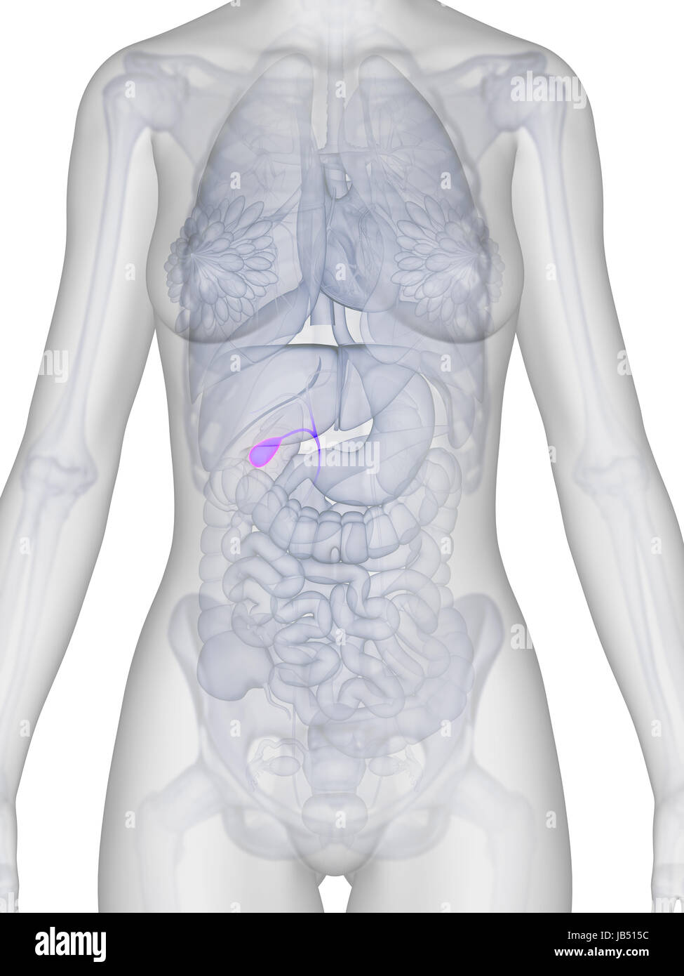 3d rendered illustration of the female anatomy - gallbladder Stock Photo