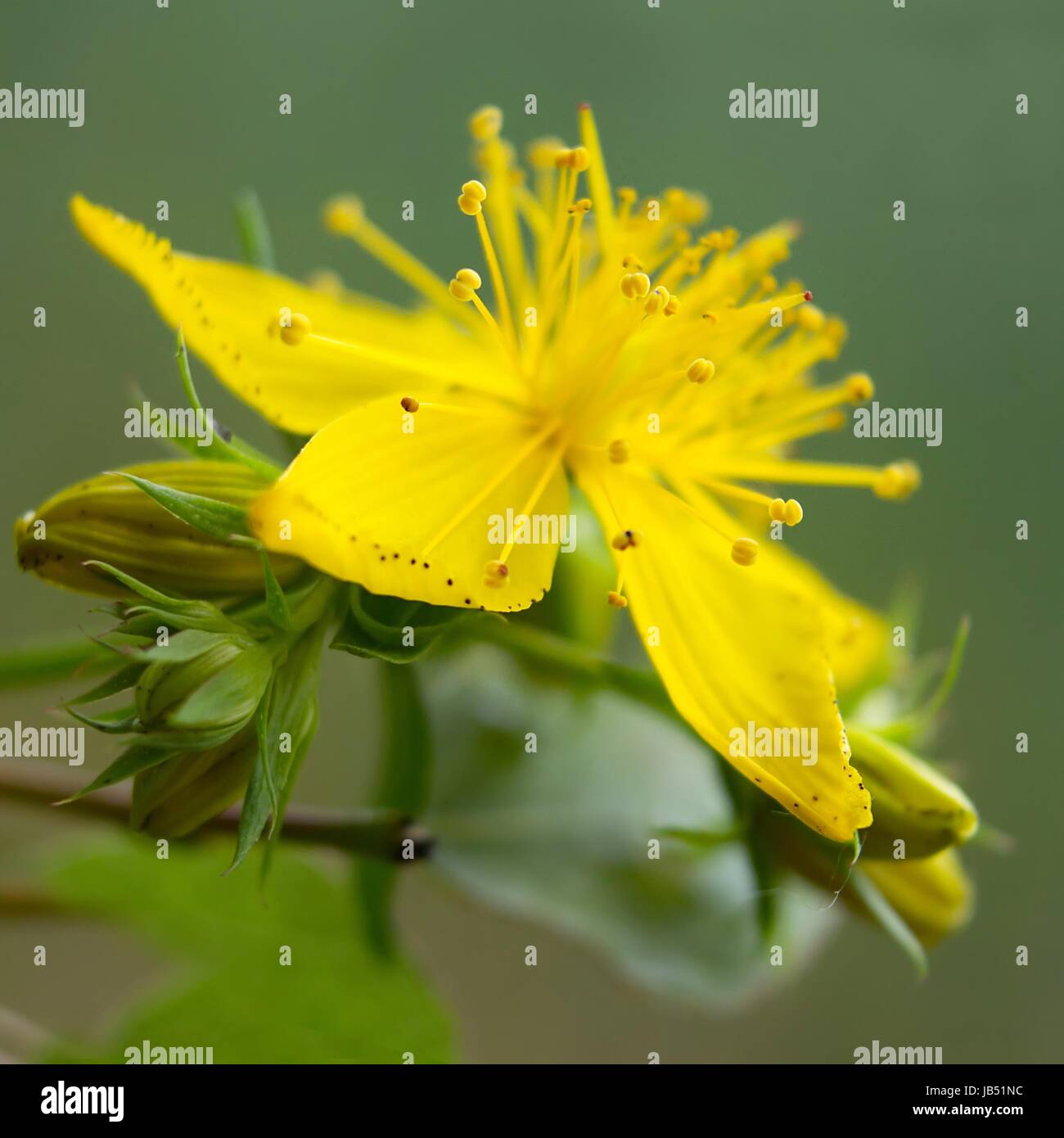 herb medicinal plant Stock Photo Alamy