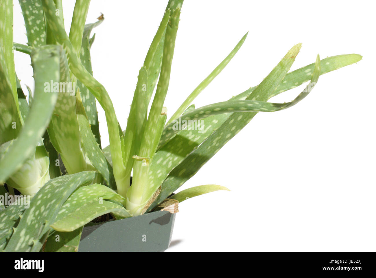 A fresh aloe vera plant ready to be transplanted Stock Photo Alamy