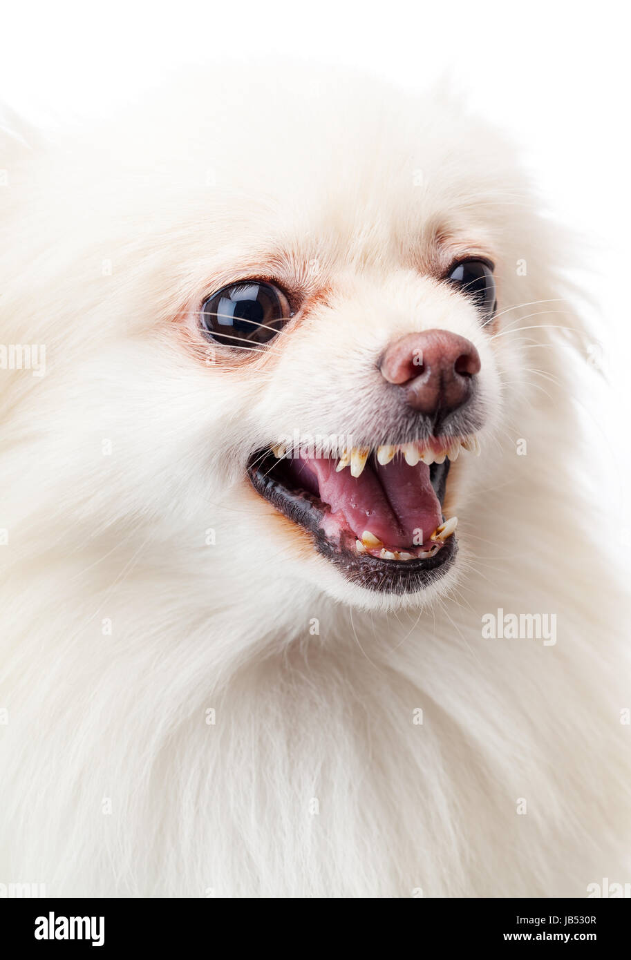 White pomeranian angry barking Stock Photo