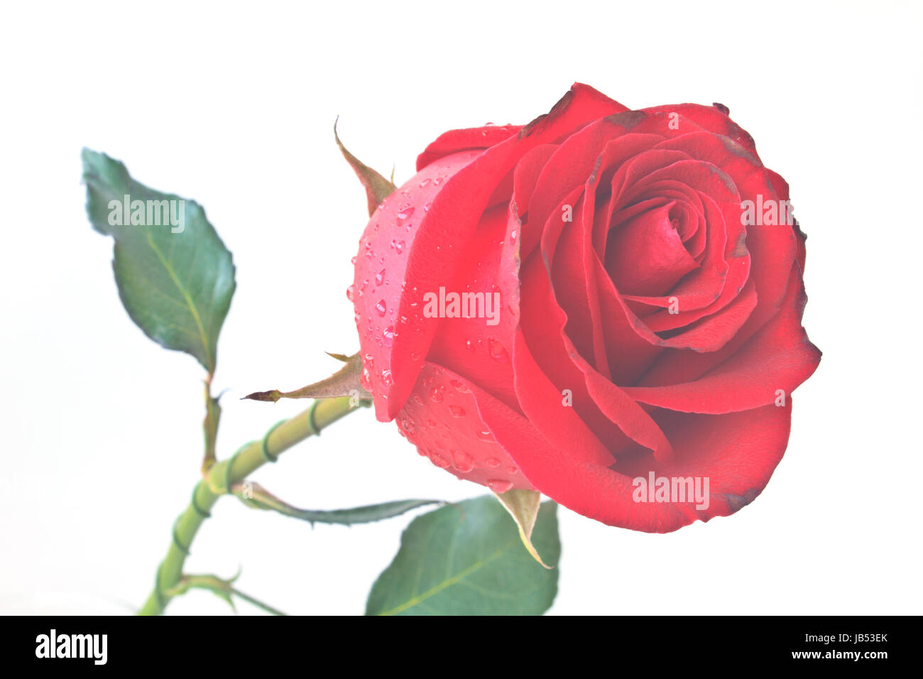 Single beautiful red rose isolated on white background Stock Photo - Alamy