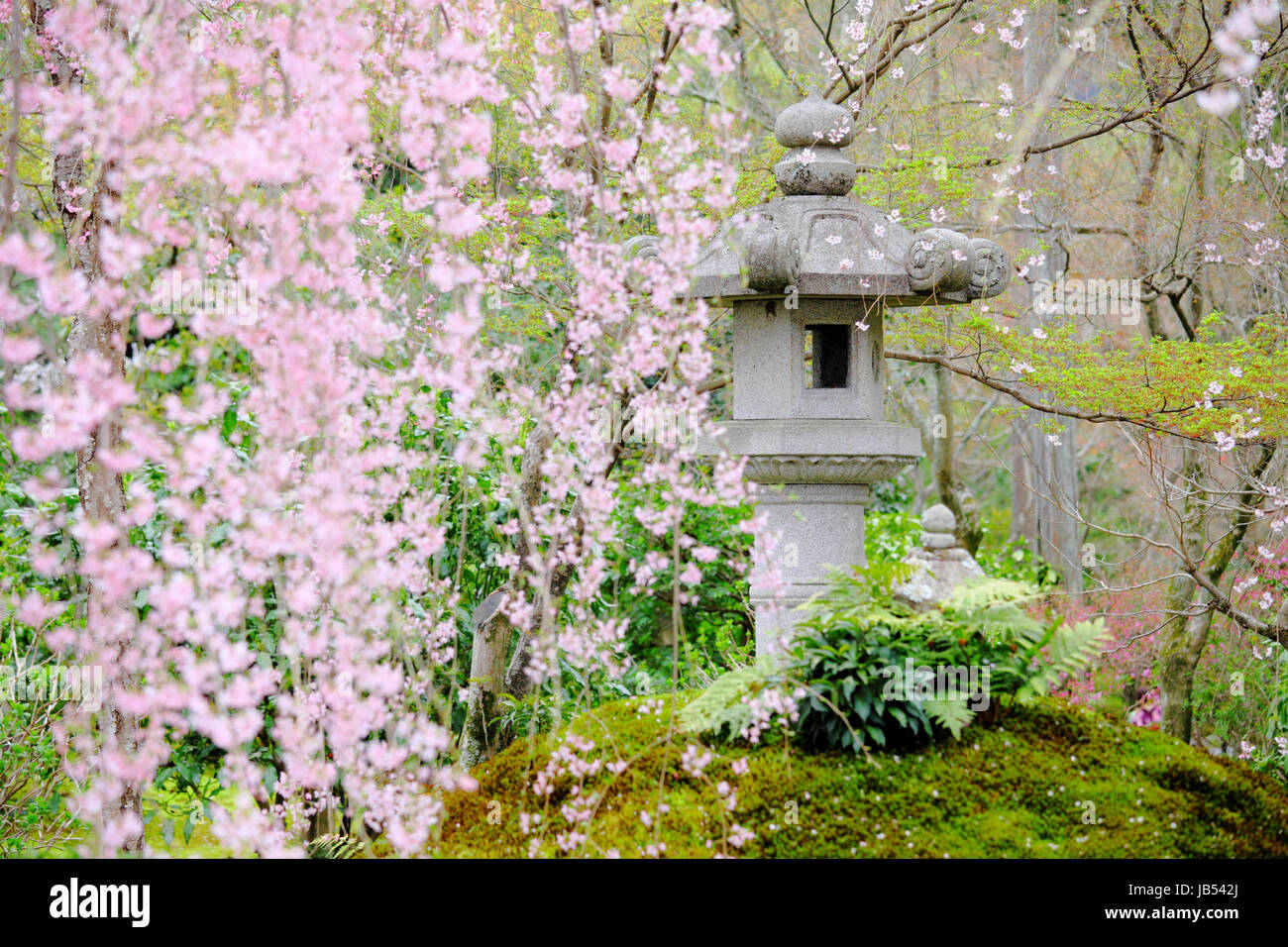 Sakura tree in Japanese garden Stock Photo Alamy
