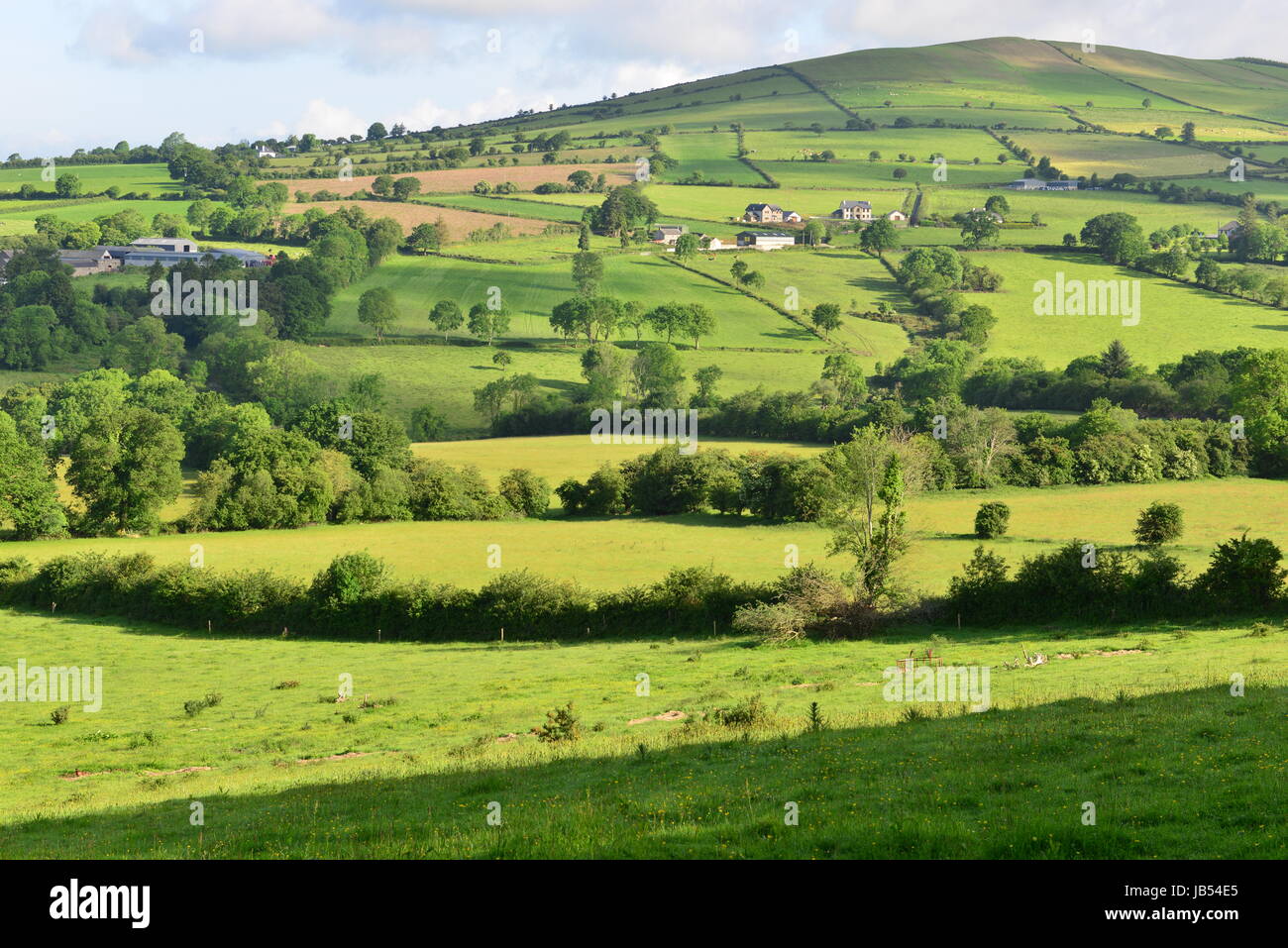 The Irish countryside in June Stock Photo Alamy