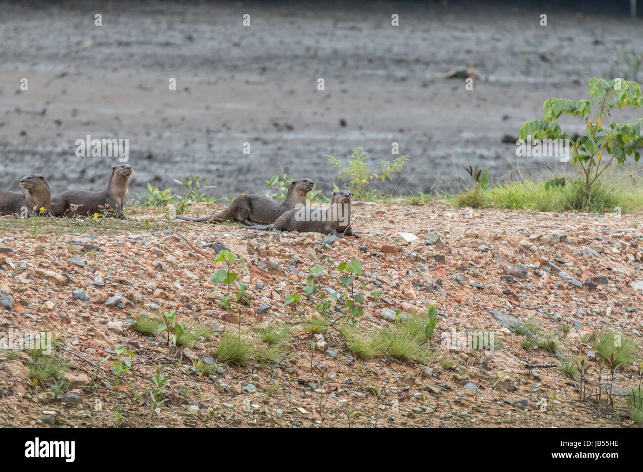 Otters looking for food as the tide comes in, Sungei Buloh Wetlands Reserve in Singapore Stock Photo