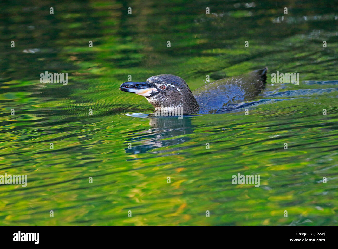 Galapagos Penguin swimming in the sea in the Galapagos Stock Photo
