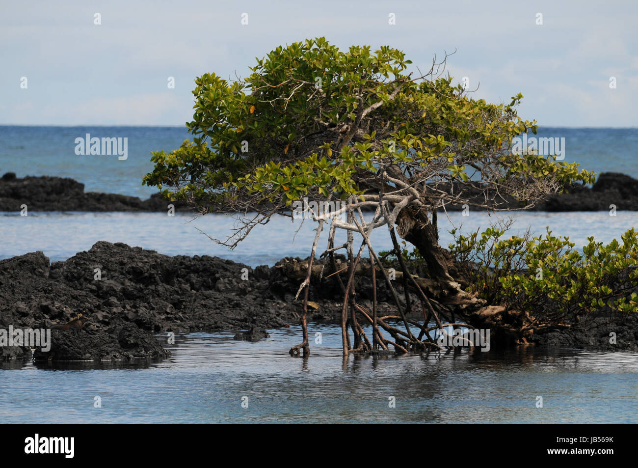 mangrove Stock Photo