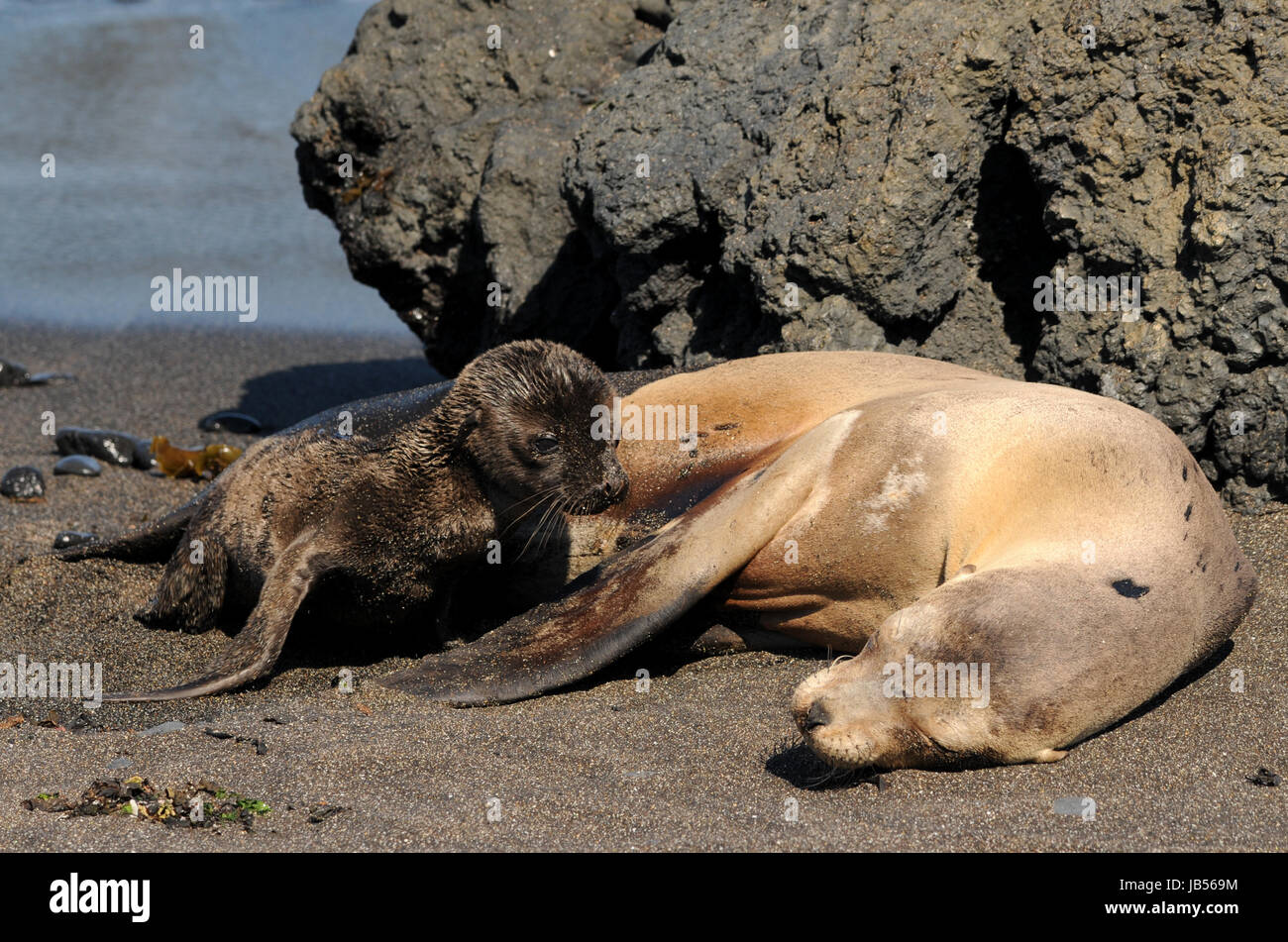 sea lion with offspring Stock Photo