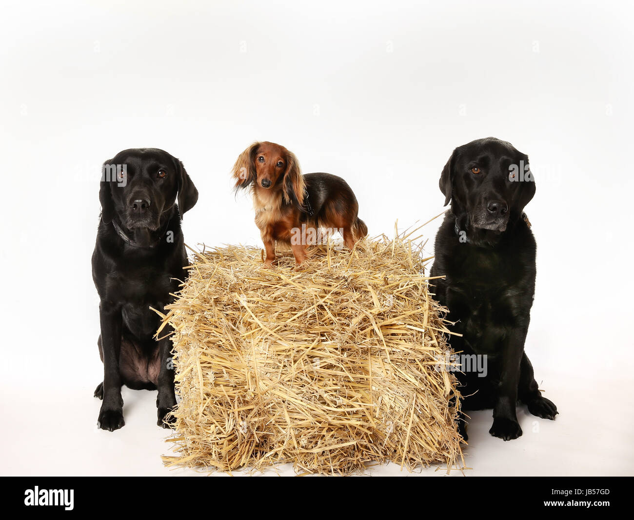 Long haired labrador hi-res stock photography and images - Alamy