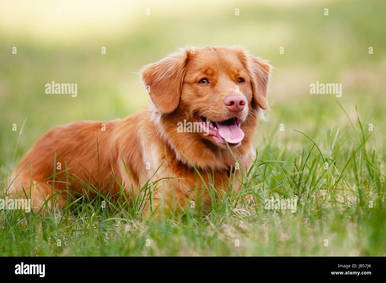 Portrait of brown toller dog looking to the side. Stock Photo