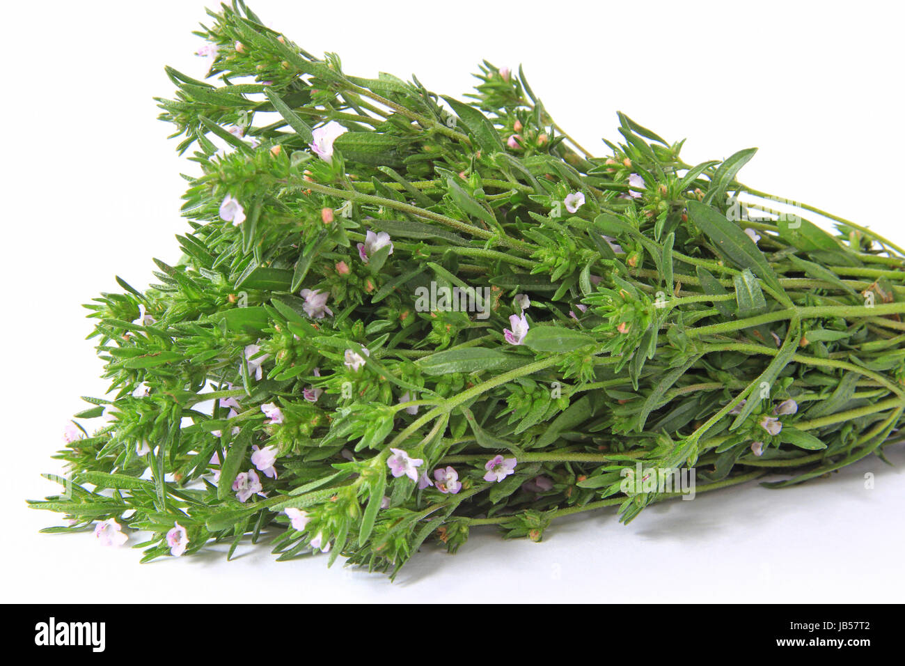 ein Bund Bohnenkraut  (Satureja hortensis) vor weißem Hintergrund Stock Photo