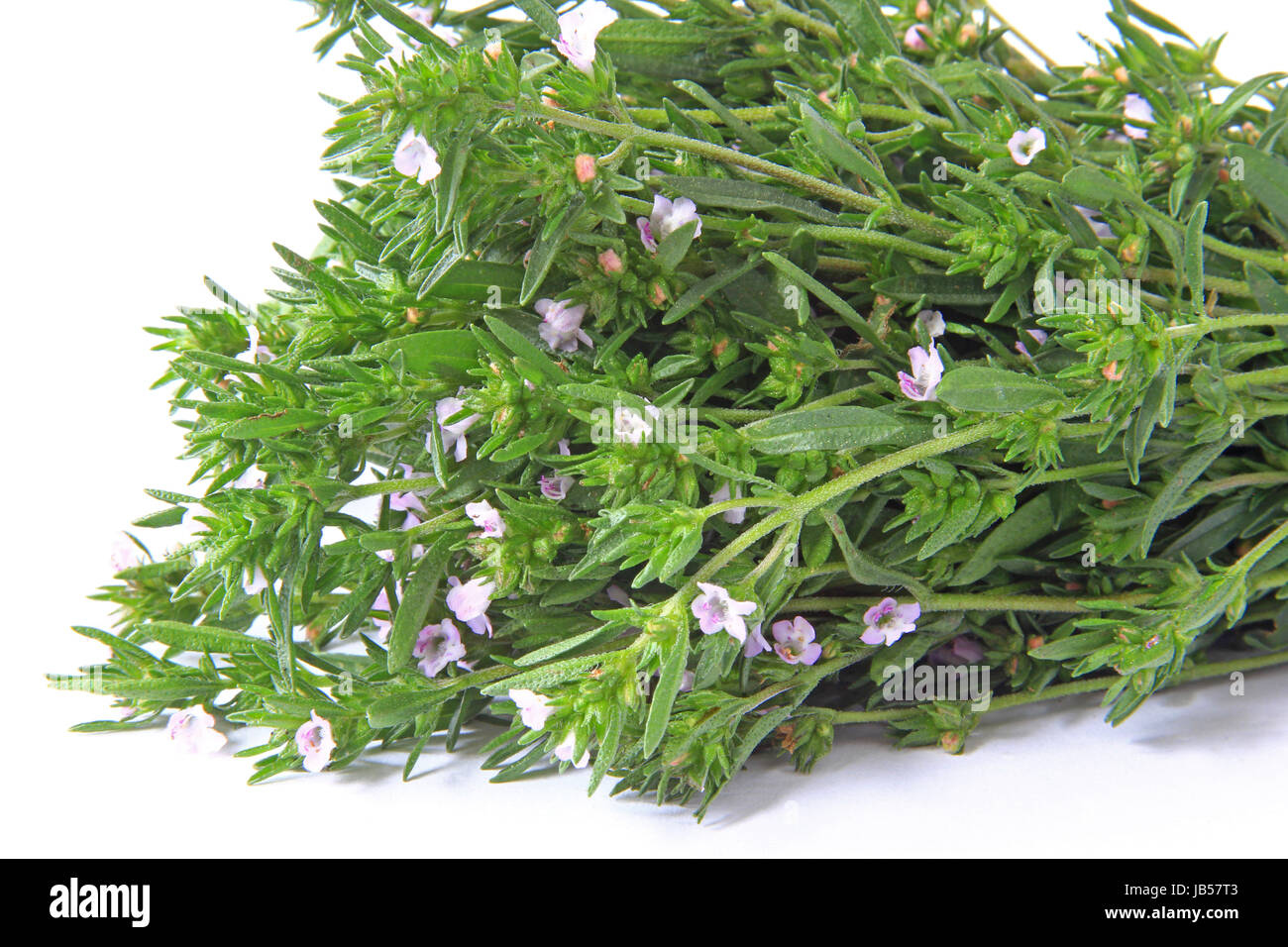 ein Bund Bohnenkraut  (Satureja hortensis) vor weißem Hintergrund Stock Photo