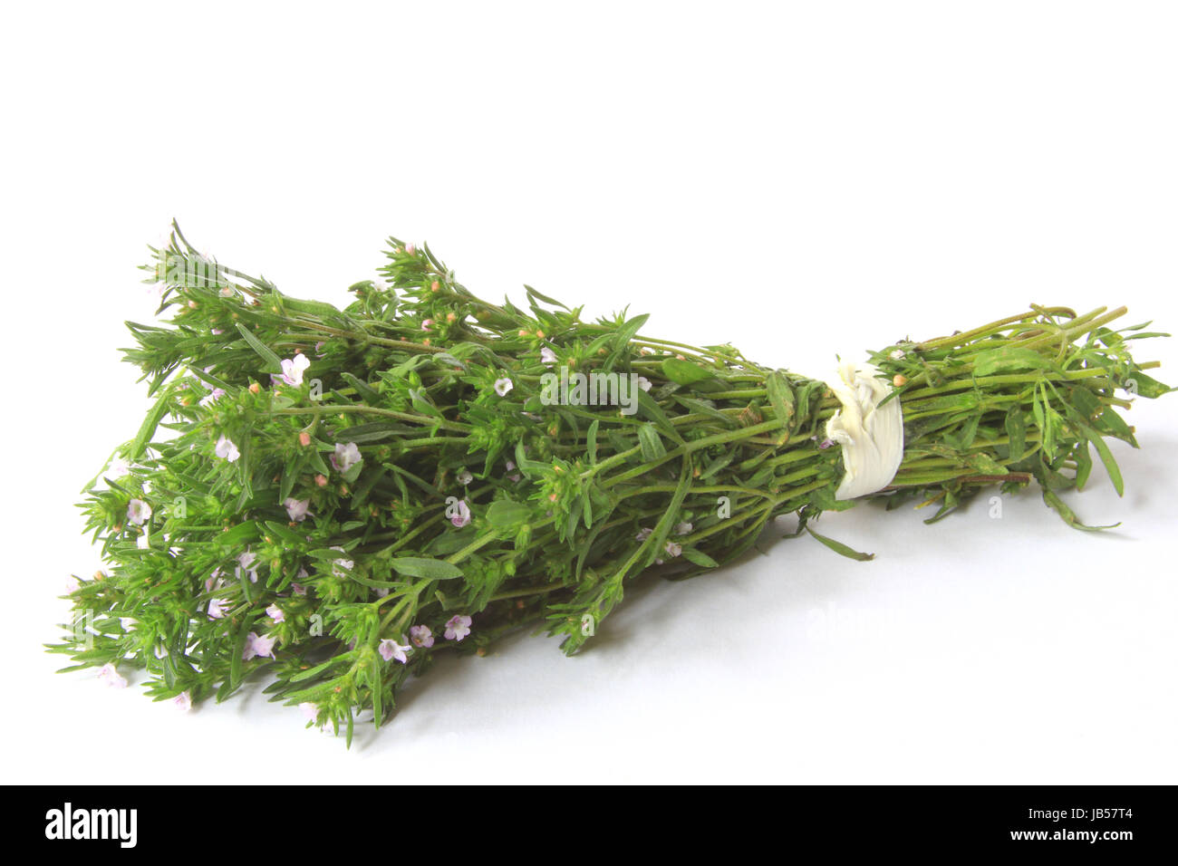 ein Bund Bohnenkraut  (Satureja hortensis) vor weißem Hintergrund Stock Photo