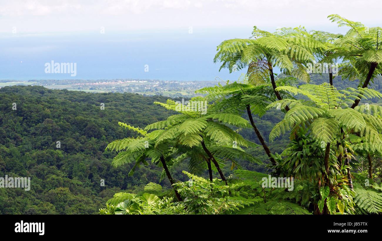 Impressions of the rainforest, Guadeloupe, Caribbean Stock Photo