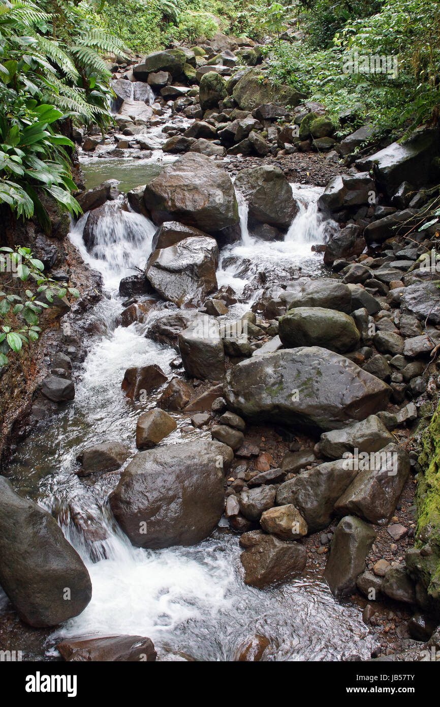 Creek in the rainforest of Guadeloupe, Caribbean Stock Photo