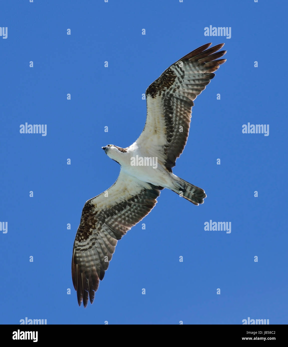 Soaring Osprey Against A Blue Sky Stock Photo - Alamy