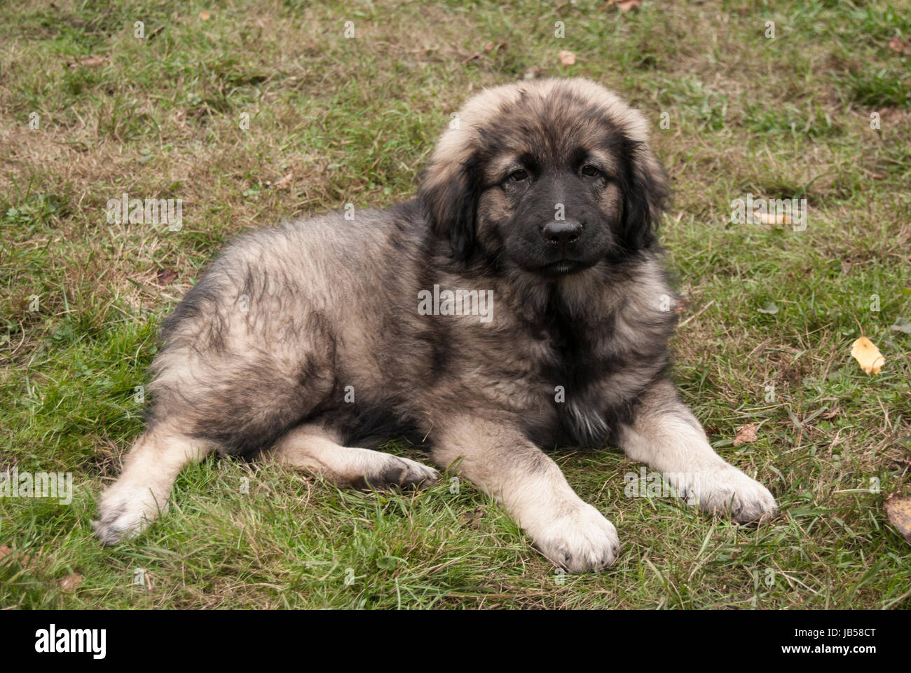 Kid of the Shepherd dog of the race Šarplaninac ( illyrian sheepdog) Stock Photo