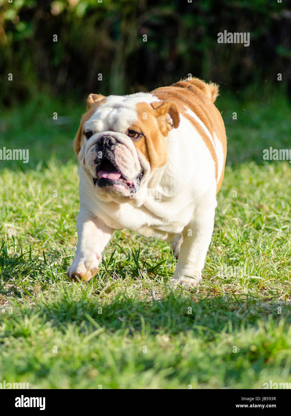 A small, young, beautiful, brown and white English Bulldog running on the lawn looking playful and cheerful. The Bulldog is a muscular, heavy dog with a wrinkled face and a distinctive pushed-in nose. Stock Photo