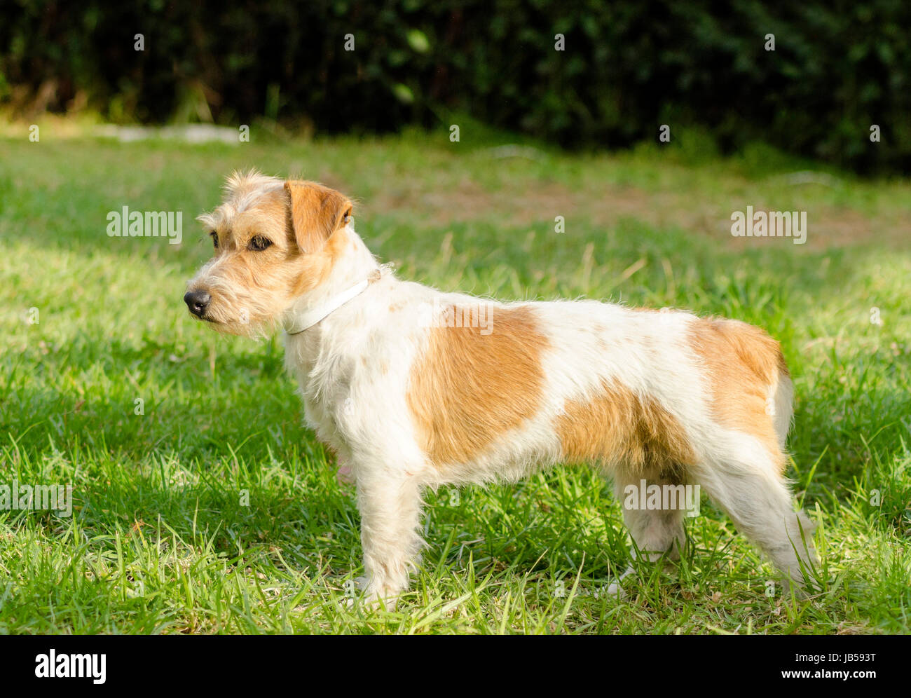 A profile view of a small white and tan rough coated Jack Russell
