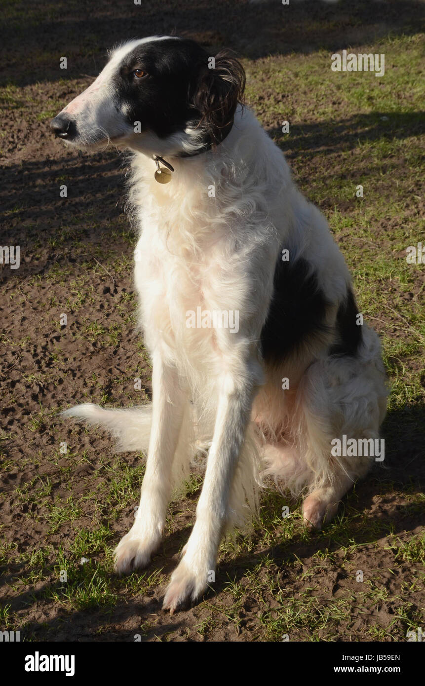 Borzoi black and white cheap