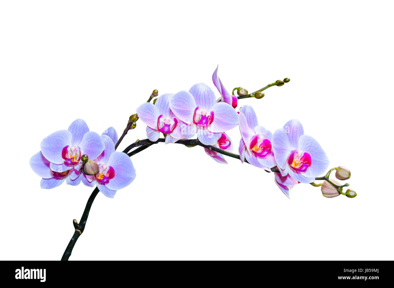 Fragile branch of vibrant purple blue colored orchids isolated Stock Photo