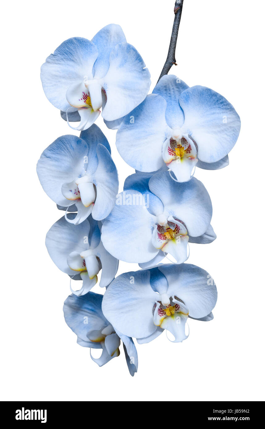 Exotic tropical branch of romantic blue orchids flowers isolated on white Stock Photo