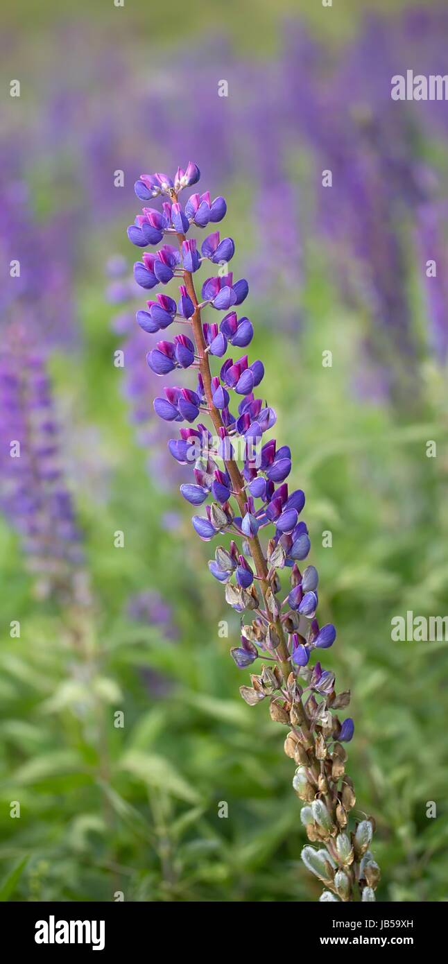 Lupin schmalblattrige hi-res stock photography and images - Alamy