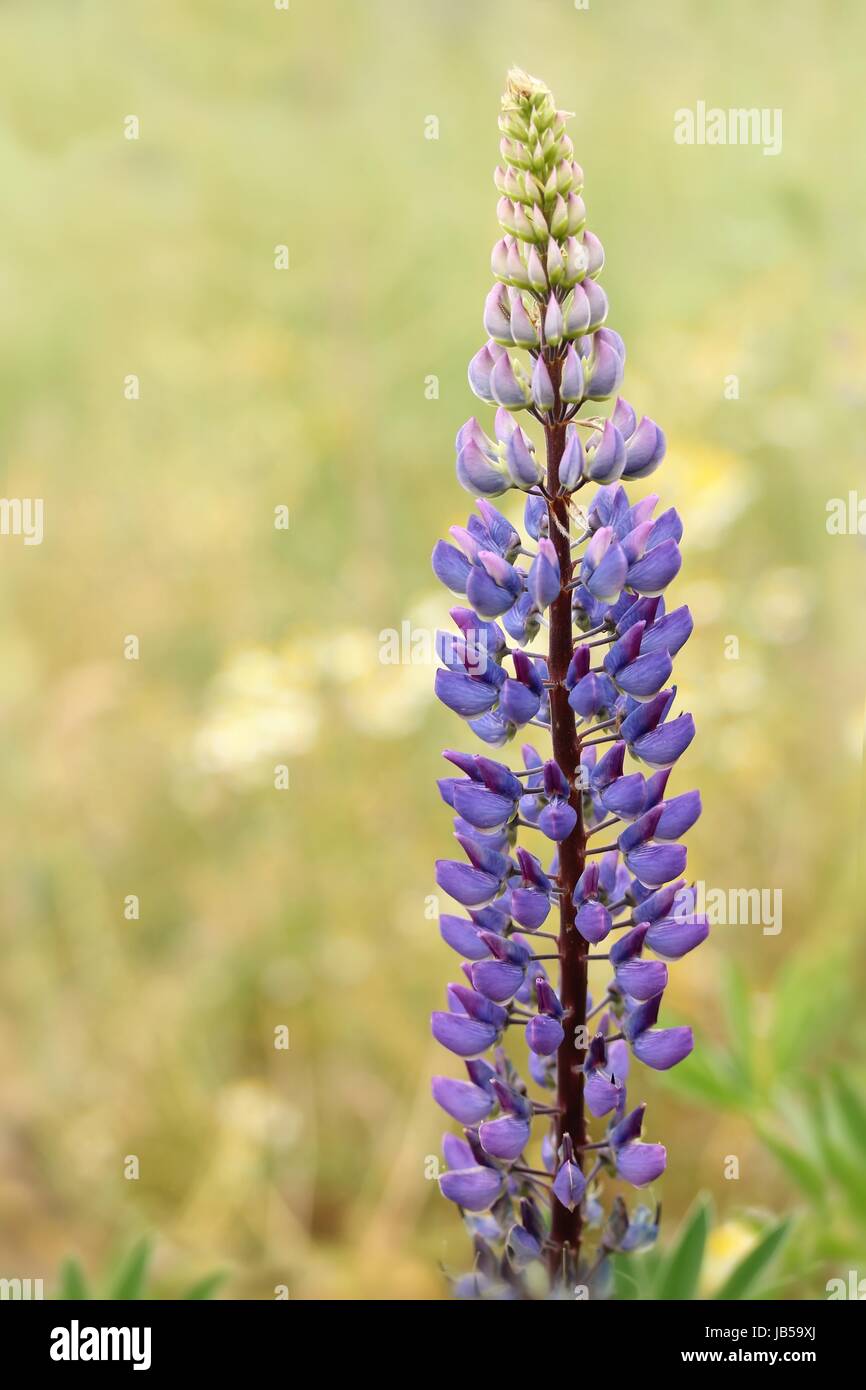 bluebonnet / lupinus angustifolius Stock Photo