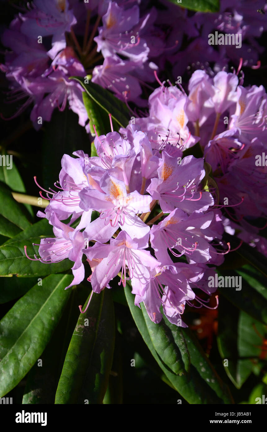 Closeup on colorful Rhododendron flowers Stock Photo - Alamy