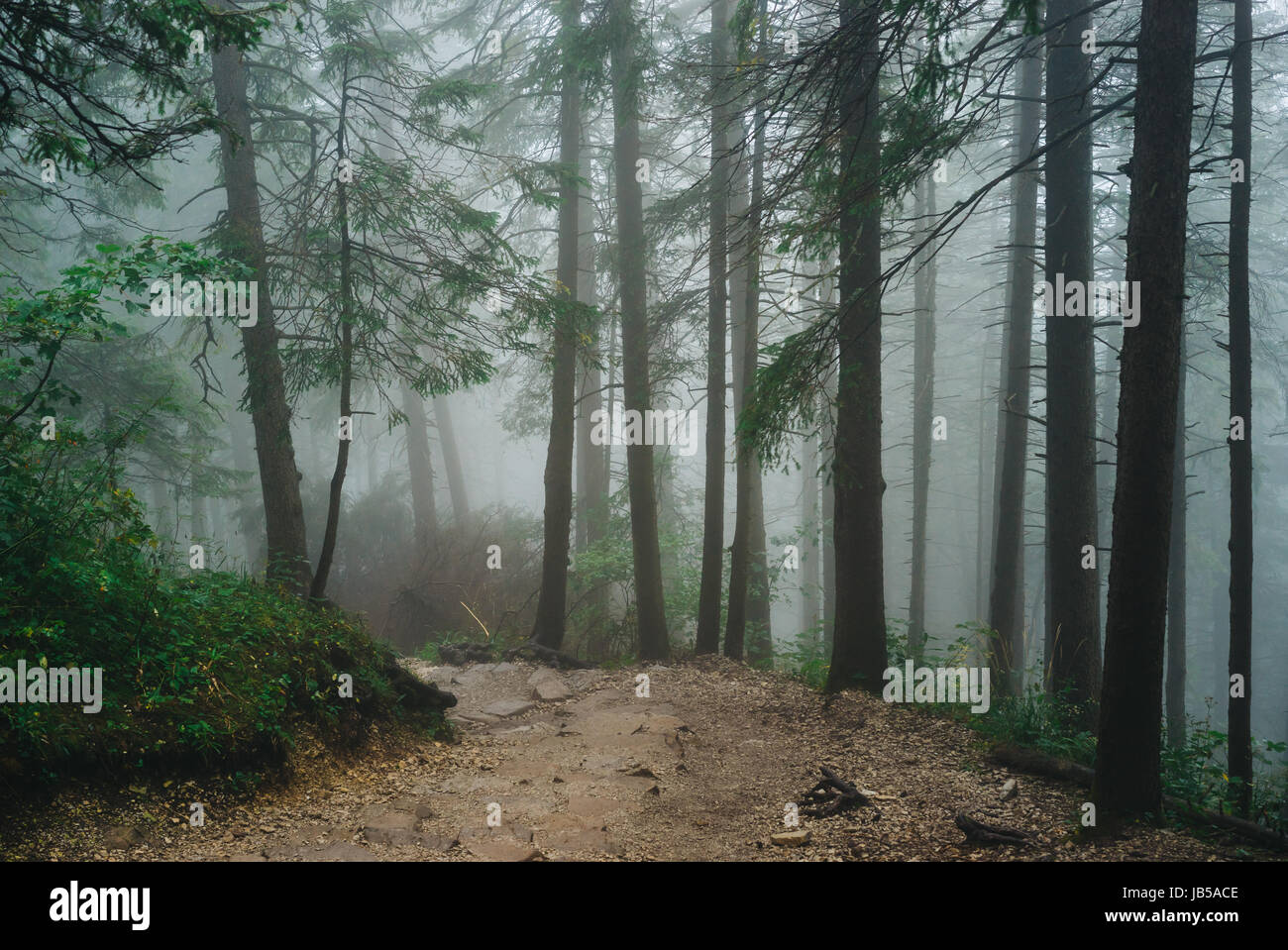 Misty mountain forest on the way to Sarnia Rock, Tatra Mountains Stock Photo