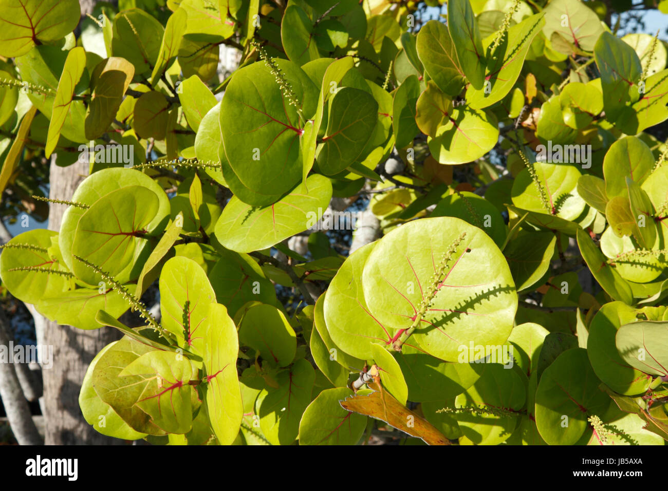 Close up view of seagrape leaves outdoors along a beach walkway with